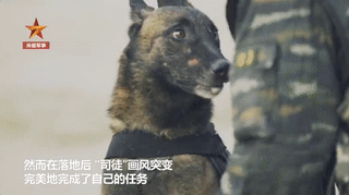 軍犬5000米高空跳傘，一臉淡定，網友：這是哮天犬吧