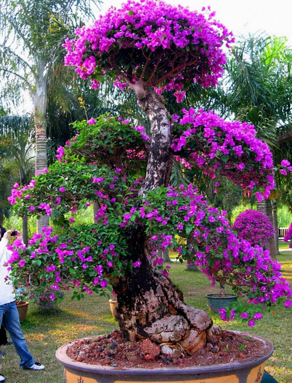 這“3種植物”,1年就能木質化,越老越有價值,回家養了有福氣 這“3種植物”,1年就能木質化,越老越有價值,回家養了有福氣