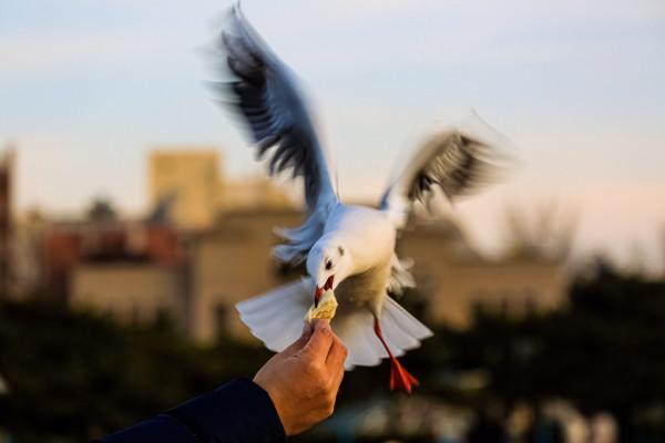 新年假期，來棧橋海邊與海鷗約會