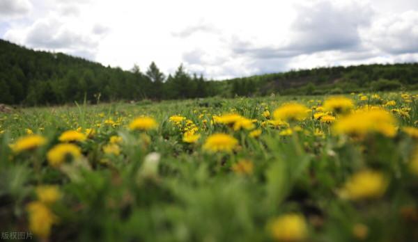 圖片分享一一乎倫貝爾大草原美景