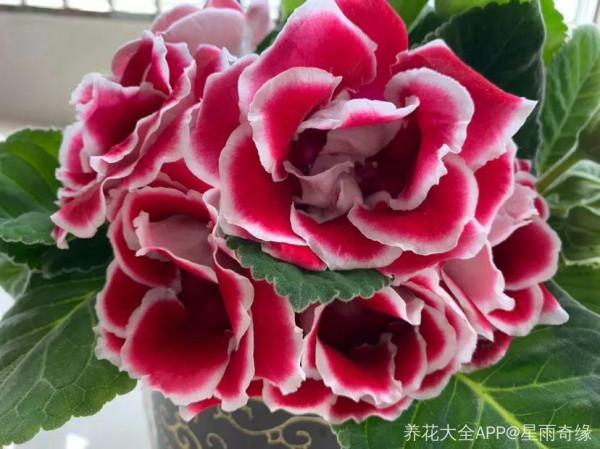 “人間富貴花”大巖桐，大半年都在開花，摘片葉子撒土裡就生根