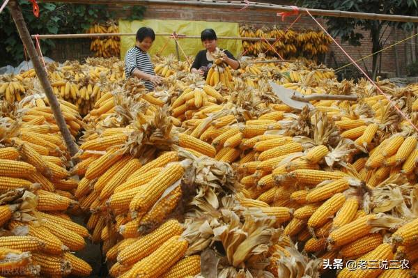 玉米早收沒有晚收好？晚收真的能高產？玉米什麼時候收穫產量最高