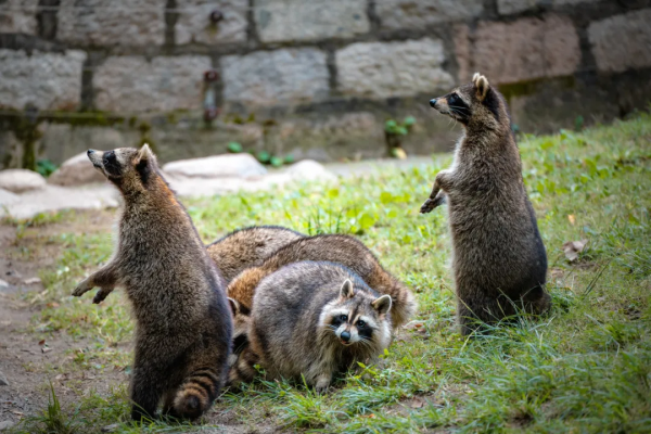 人家可是真·熊貓,別再叫它“乾脆面”! 人家可是真·熊貓,別再叫它“乾脆面”!