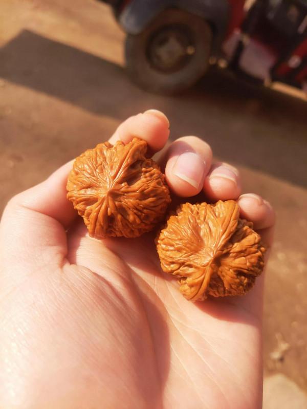 週末跟媳婦兒出來一塊瞅個書桌,學習、刷核桃用 週末跟媳婦兒出來一塊瞅個書桌,學習、刷核桃用