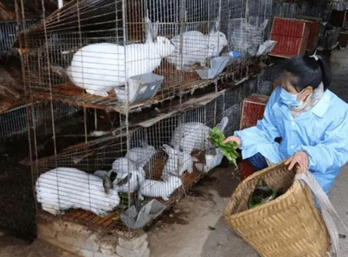 有一種肉兔的市場需求大，而且行情好，農村養殖戶的機會來了