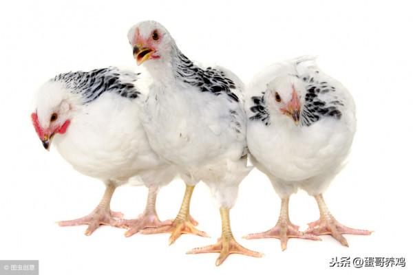 雞群伸脖、張嘴、喘氣,咋回事?搞懂這4點,養雞人輕鬆應對 雞群伸脖、張嘴、喘氣,咋回事?搞懂這4點,養雞人輕鬆應對