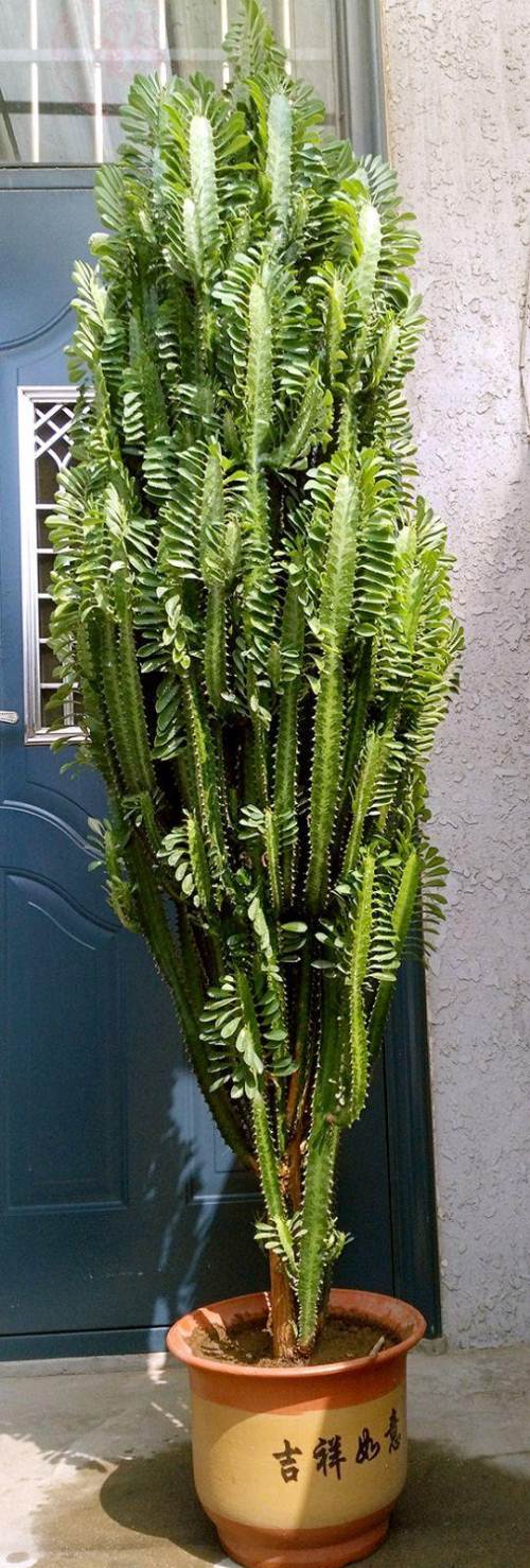 容易因多澆水而死的“10種花”，想要養好，管住手，少澆水