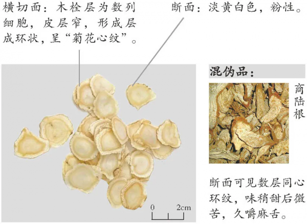 人參、西洋參、黨參、太子參……參和參是不一樣的 人參、西洋參、黨參、太子參……參和參是不一樣的