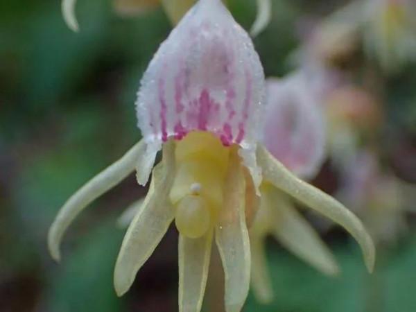 24種帶有&OpenCurlyDoubleQuote;虎&rdquo;字的植物，有些花卉名稱都沒聽過，你認識幾種？