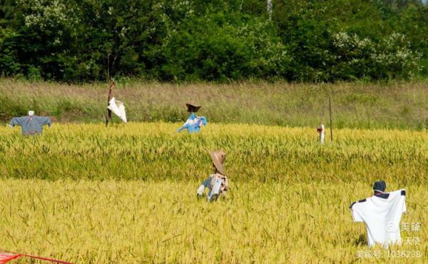 「視覺廣東」稻草人
