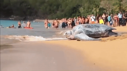 手掌大的飛蛾、比汽車高的鹿，這些東西比你想象的要大很多