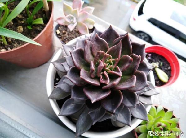 紅、黃、藍、黑，4種彩色多肉，你喜歡哪一款？