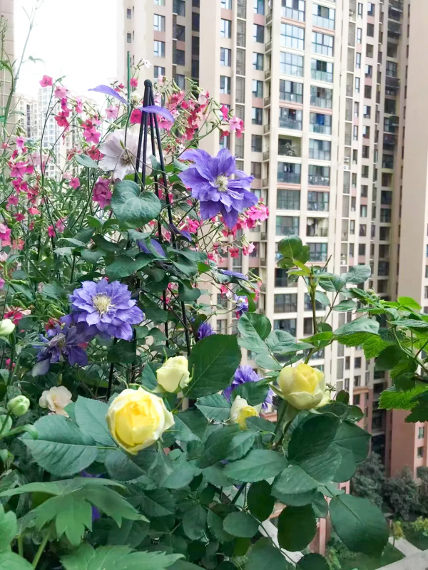 封閉陽臺也爆花!4個優秀案例,面積2.4m²-9m²,總有一個給你靈感 封閉陽臺也爆花!4個優秀案例,面積2.4m²-9m²,總有一個給你靈感