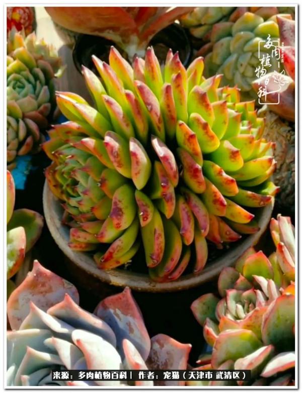 人生紛亂奈我幾何，與多肉相伴度年華