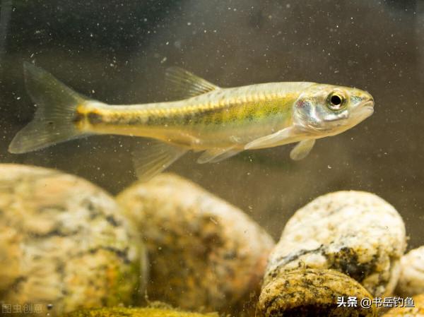 警惕倒春寒！合適的垂釣策略才能玩轉春季魚情！釣友：深有同感
