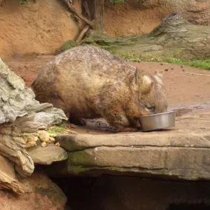 世界袋熊日,祝小胖胖們永遠開心 世界袋熊日,祝小胖胖們永遠開心