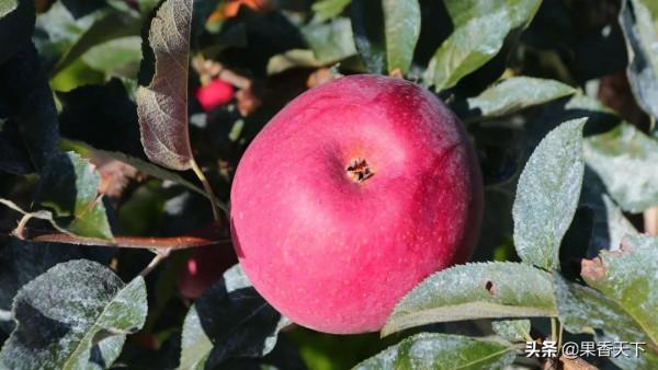 除了紅富士,種哪些品種能發財?這個論壇告訴你答案 除了紅富士,種哪些品種能發財?這個論壇告訴你答案