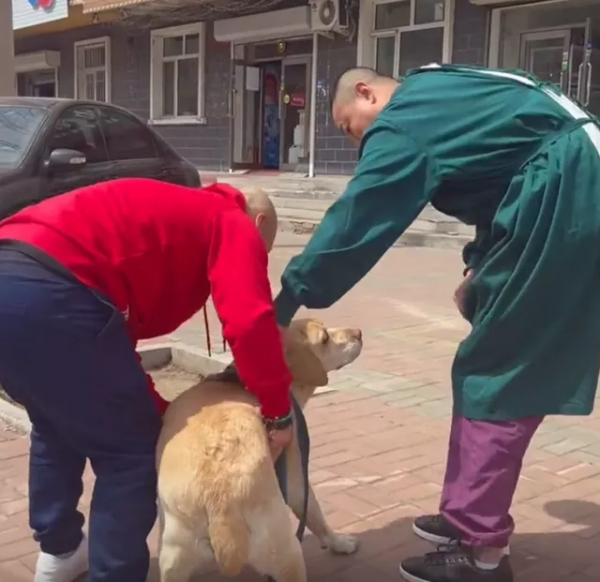 拉布拉多看醫生,被嚇到腿軟,怕醫生這件事果然不分物種 拉布拉多看醫生,被嚇到腿軟,怕醫生這件事果然不分物種
