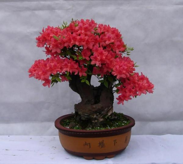 春節過後，打造唯美映山紅盆景，要注意這幾點（附圖）