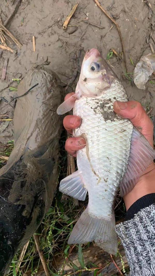 用蚯蚓打窩效果會如何？一起來瞧一瞧