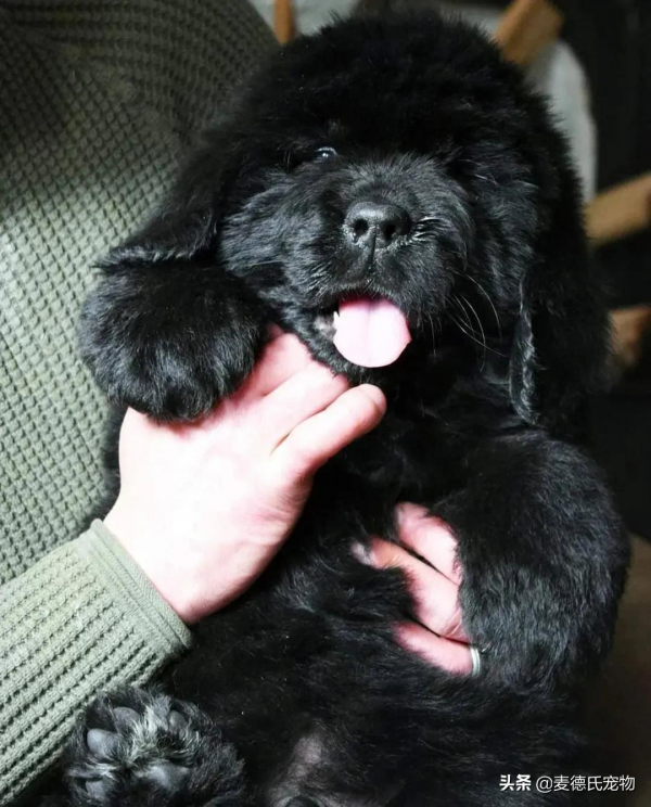 同時養8只一百多斤的狗子,是什麼體驗? 同時養8只一百多斤的狗子,是什麼體驗?