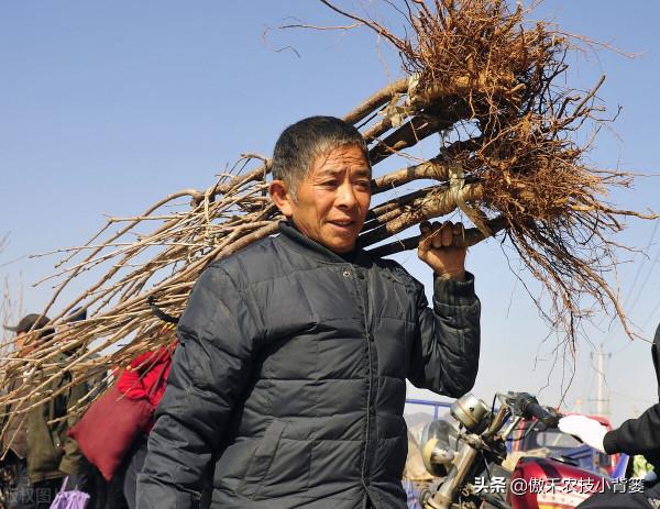 秋季栽種樹木要比春季栽種樹木更容易成活!你知道為什麼嗎? 秋季栽種樹木要比春季栽種樹木更容易成活!你知道為什麼嗎?