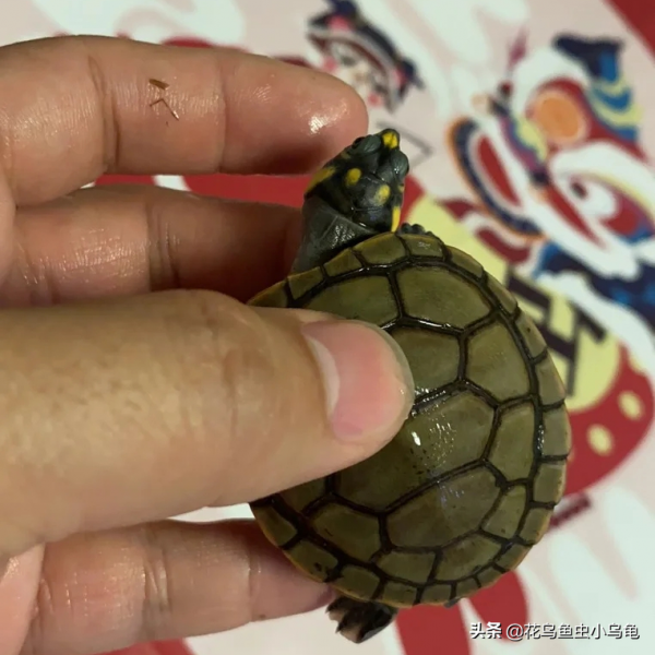 18種常見的烏龜，每種都有自己的特色，你喜歡哪種呢？