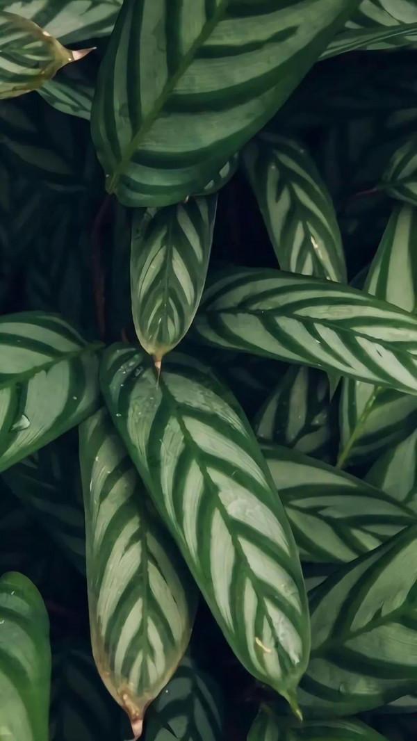 墨玉般的養眼綠植桌布，走過路過不要錯過