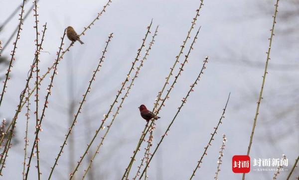 秀恩愛 鳥戲枝頭報春來