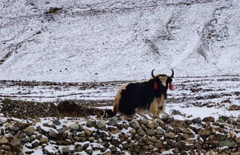 「行攝西藏」新春踏雪，迴歸自然