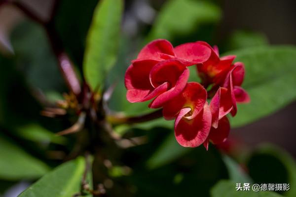 2022新春遊園&mdash;&mdash;植物園賞花