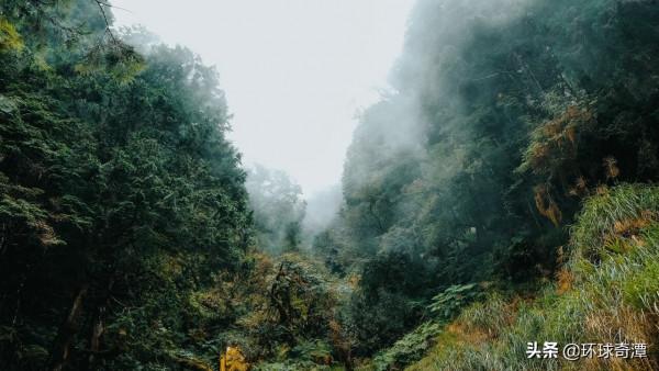 中國臺灣省：霧氣籠罩的太平山國家森林遊樂區
