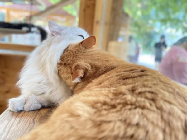 秋天的第一波兒狗糧,受著吧你 秋天的第一波兒狗糧,受著吧你