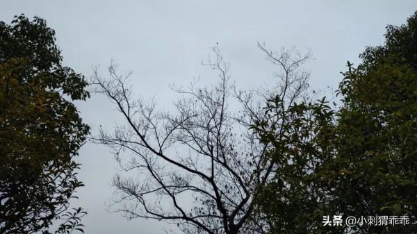 「水鄉之戀」黑夜送光明的煤油罩兒燈