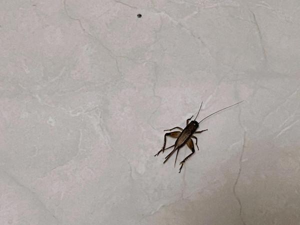 “鄉”往的生活.鄉村尋秋記之（二）民宿篇，山裡的民宿知多少？