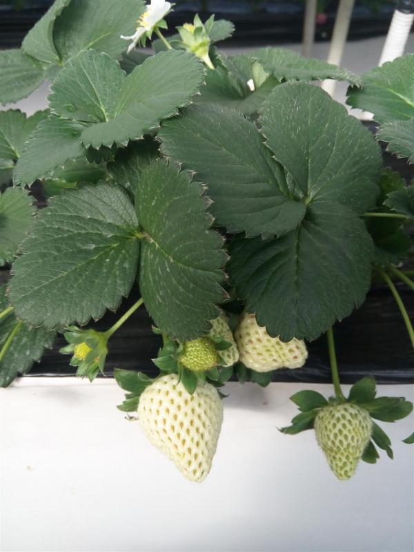 “海歸廠二代”工廠種蔬菜,不用土壤長在氣霧裡,1畝相當8畝土地 “海歸廠二代”工廠種蔬菜,不用土壤長在氣霧裡,1畝相當8畝土地