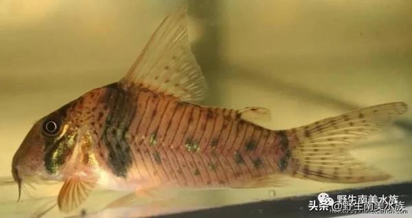 每天認識一種南美魚｜（73）奧西斯鼠