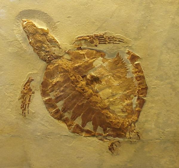 進化論的終極BUG：烏龜，如何成為科學家們的噩夢？