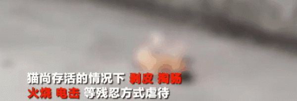 大學生虐殺80只貓事件後續：人渣，永遠都不配為人