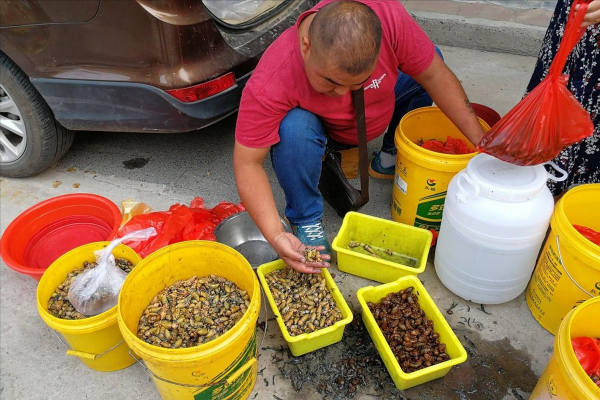 300億隻蟬已經讓美國人頭痛，在中國賣出2元高價，卻依舊供不應求