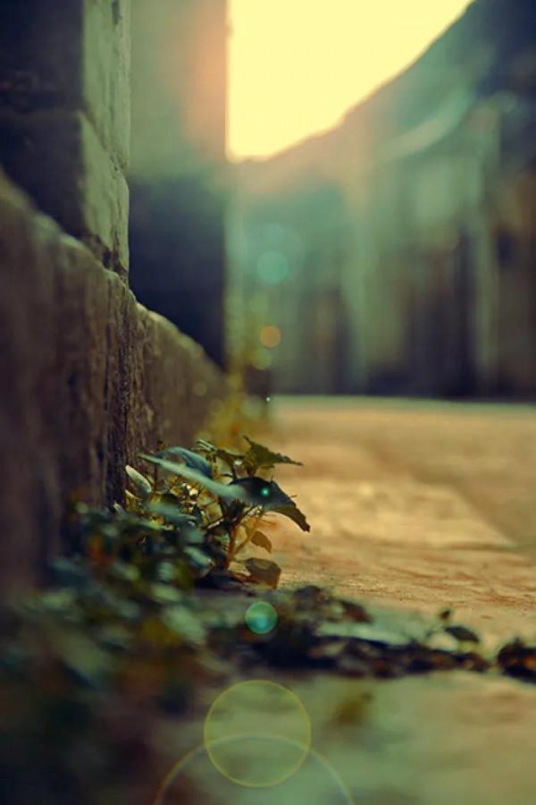 散文：生命的奇蹟