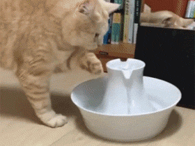 2分鐘掌握6個室內貓過冬小技巧