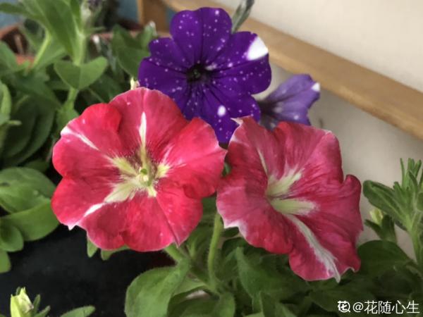 百合開花後，養分消耗太大，補充肥料是關鍵