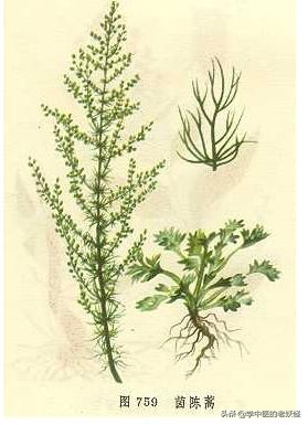 每日一中藥——茵陳 每日一中藥——茵陳