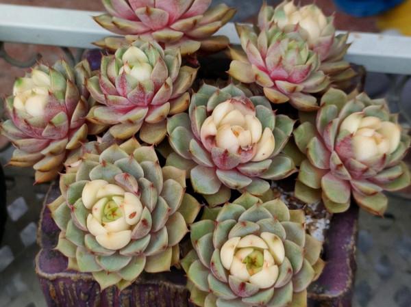 靜夜加大和錦等於苯巴蒂斯，容易上色還不徒長，喜歡多肉別錯過