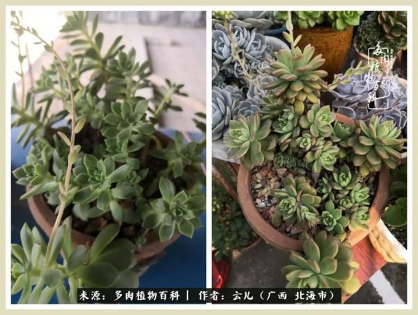 養花種多肉到底有什麼用？答案在這裡