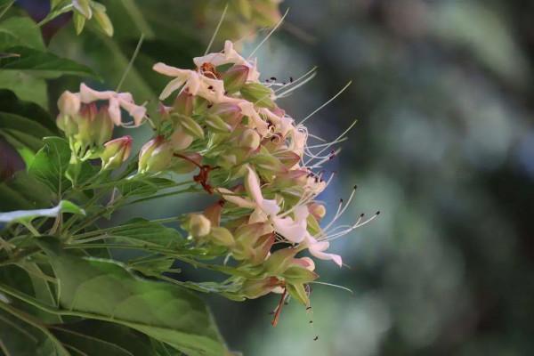 實用分享丨30款大型開花樹種介紹,白似雪、黃似陽、紅似霞,美翻 實用分享丨30款大型開花樹種介紹,白似雪、黃似陽、紅似霞,美翻