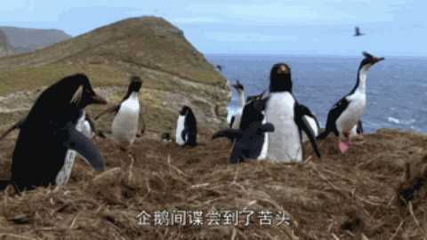 人類混入企鵝群后