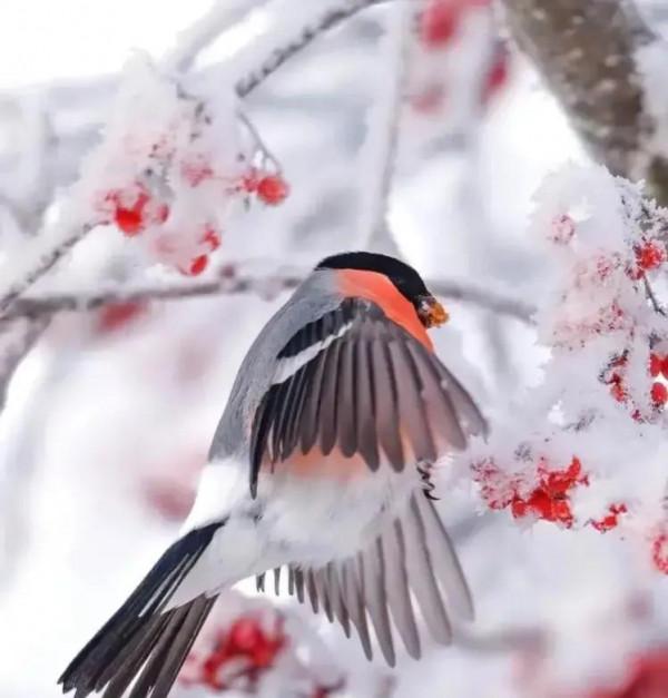 分享圖片——最美的鳥語花香集錦