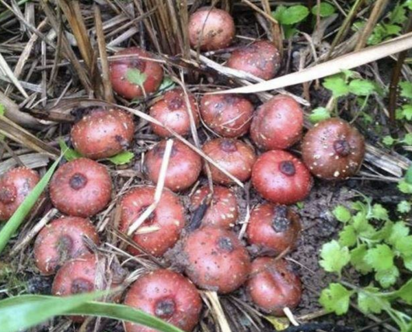 20種美味的野果子,你還記得幾種?一起來認識下,漲知識不吃虧 20種美味的野果子,你還記得幾種?一起來認識下,漲知識不吃虧